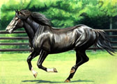 Equine Art - Morning Gallop
